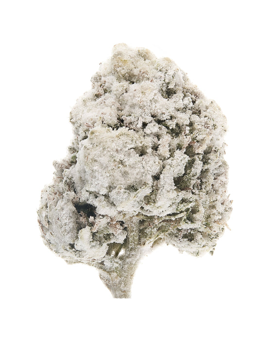 THCa Asteroids® - Cannabinoid Enhanced Flower